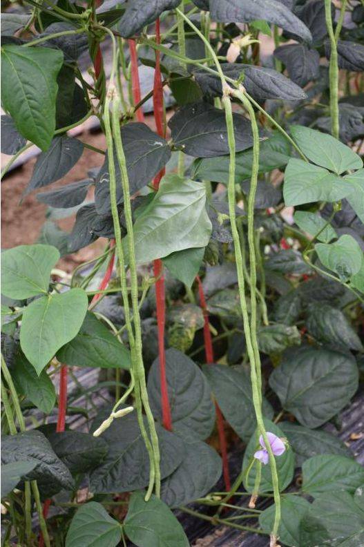 【遇·民生】亩产可增加1000公斤 合浦推广新品种豇豆