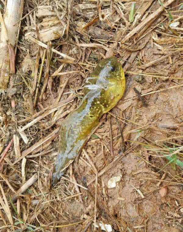 用钓黑鱼的方法钓牛蛙,这家伙非常贪吃,叫声像牛犊