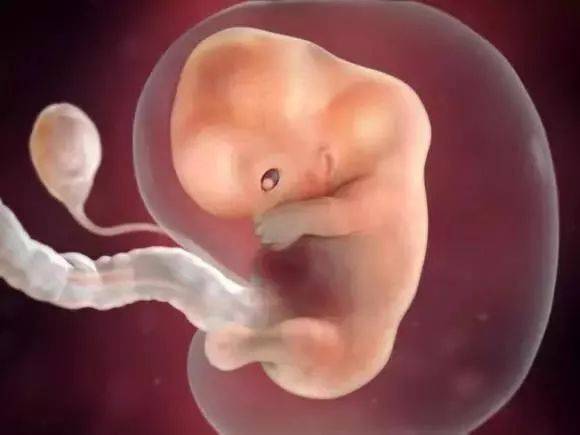 胎儿第二个月发育图图片