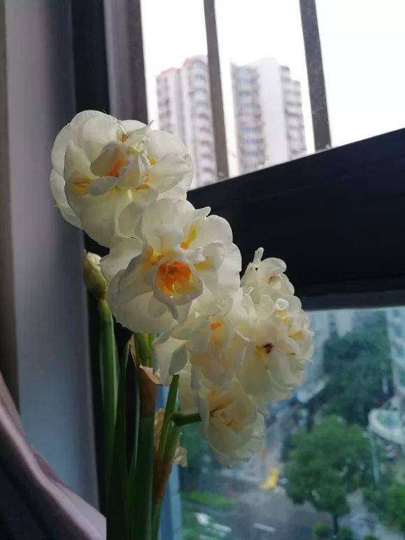 惊艳| 洋水仙"新娘花冠"多头开花,漂亮!