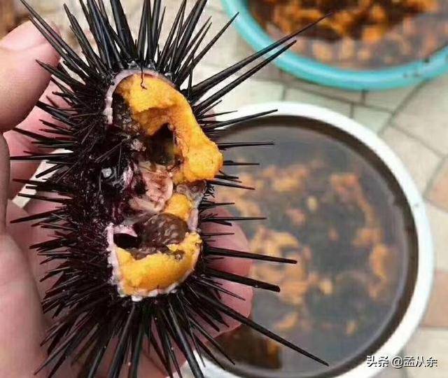 海胆现捞现做好鲜甜做成海味粽味道不要太鲜美了