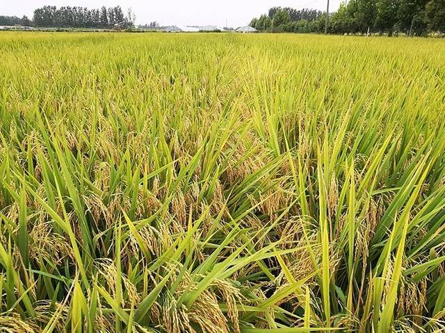 超级稻隆两优1988不仅高产,再生能力也强!附再生稻栽培技术要点