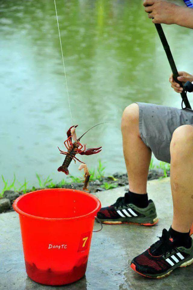 庐江这个地方举办的龙虾垂钓大赛,龙虾免费带走还有奖品!