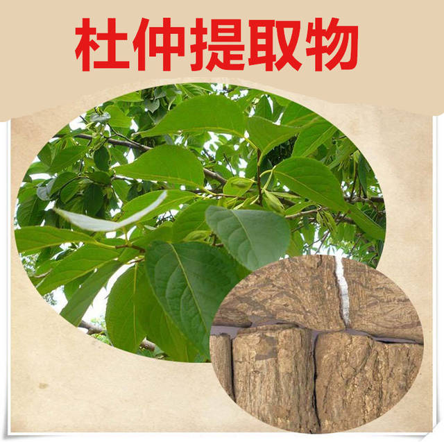 杜仲盆景图片,杜仲盆景,杜仲树图片_大山谷图库