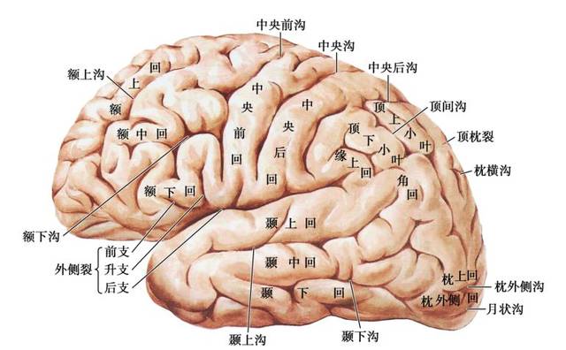 大脑半球外侧面解剖图图片