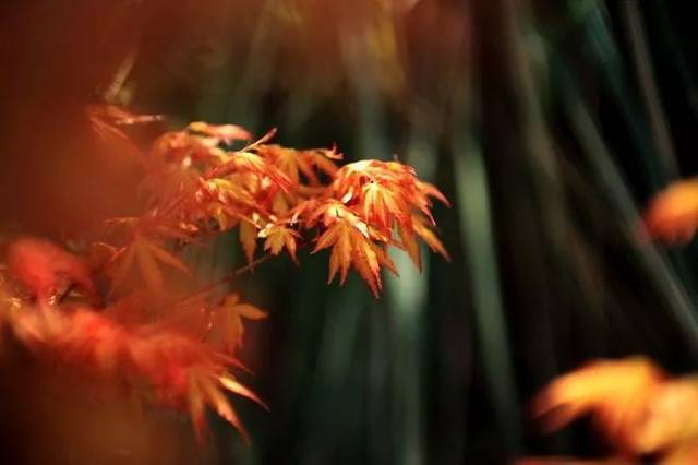 【欣赏】古筝名曲100首,收藏起来慢慢听