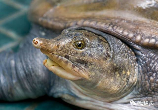 枣庄村民捕到超大甲鱼