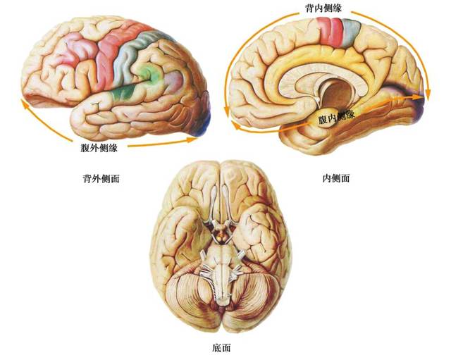 大脑半球解剖图手绘图片