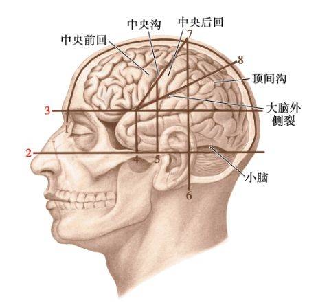 曾有许多报告,较常用的有kronlein测定颅脑主要沟回的表面投影法