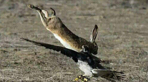 兔子蹬鹰表情包图片