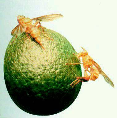 柑桔大实蝇,又名桔大食蝇,柑桔大果蝇.