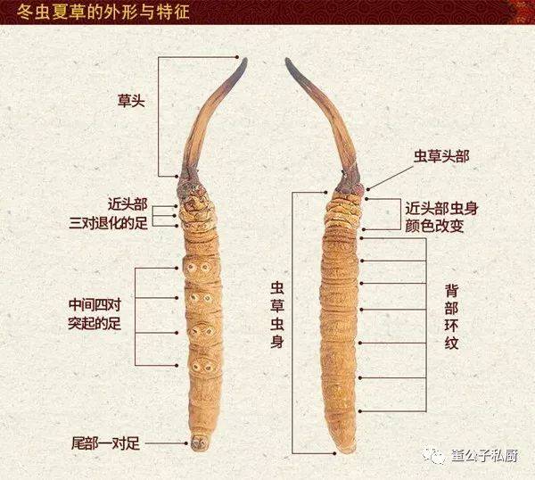 零技术的懒人汤|冬虫夏草炖瘦肉汤