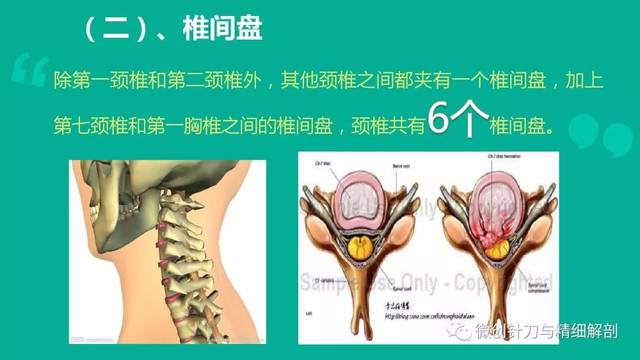 頸椎病的解剖學基礎與診斷