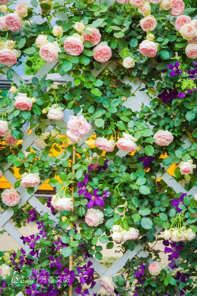 妈妈,我想带你去看最美的龙沙宝石花墙