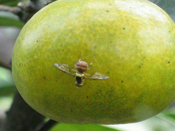 柑橘类大实蝇_手机搜狐网