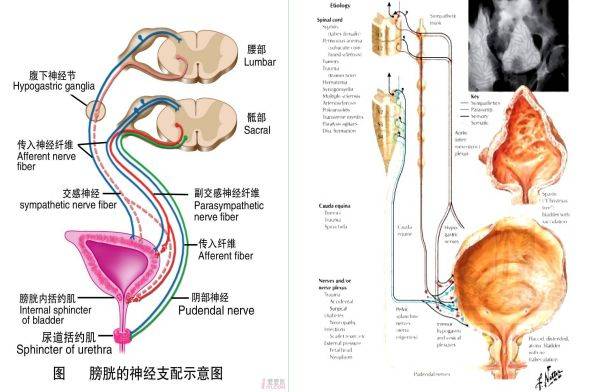 一,基础知识介绍(膀胱的神经支配)