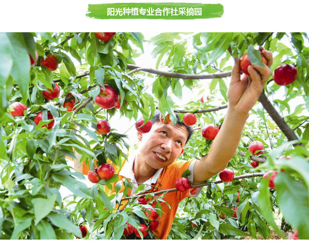 果园直供，让新鲜水果直达舌尖