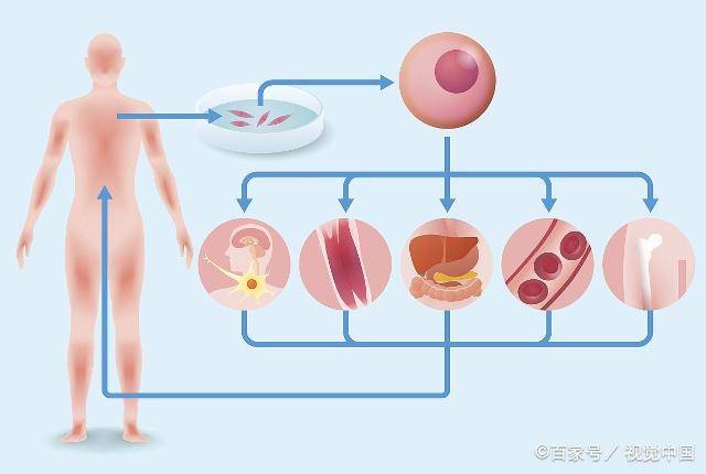 干细胞治疗多少钱