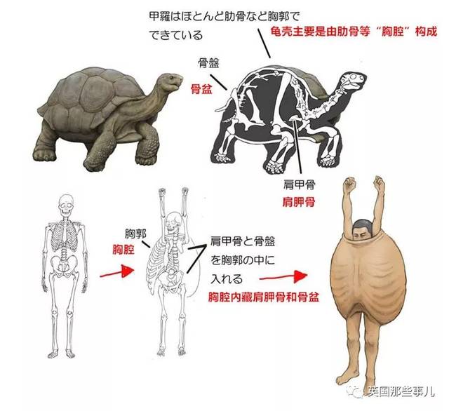 这位画风沙雕的科普博主简直有毒!