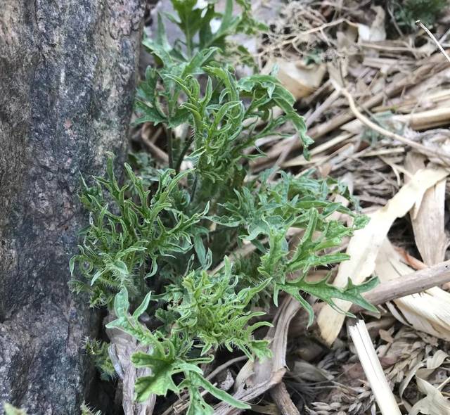 作为野菜,哈拉海在围场是非常受欢迎的.