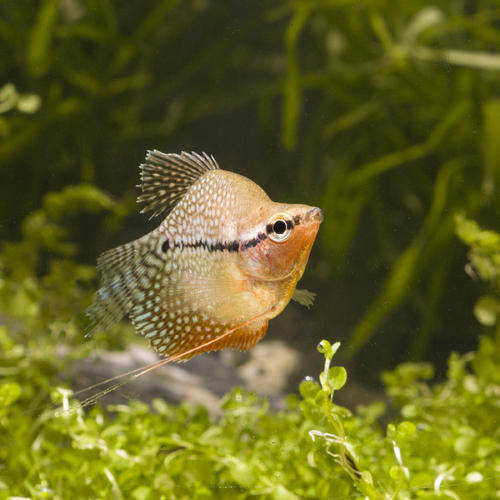 珍珠马甲鱼最佳混养