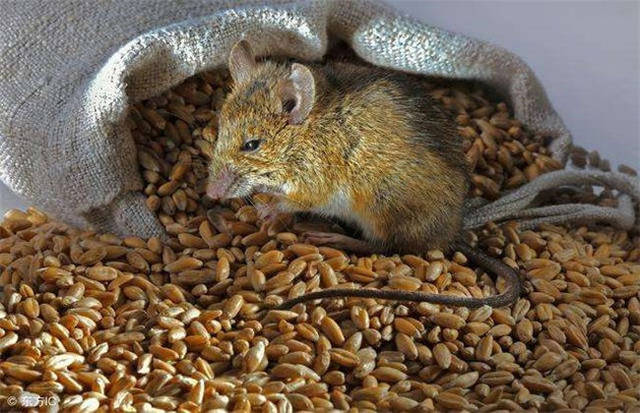 以一个存栏数量100头猪的猪场为例,其养殖场最少存在着几百只老鼠.