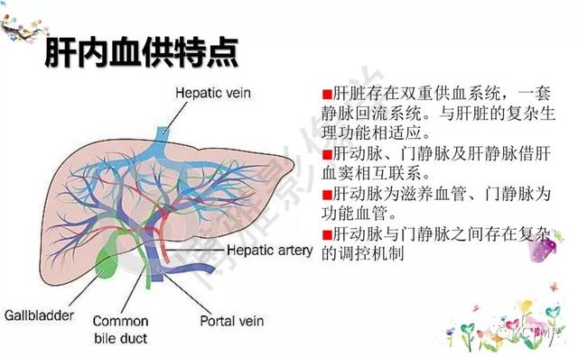 肝脏分叶分段的影像学解剖_手机搜狐网