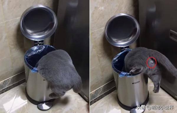 黑猫倒头栽钻垃圾桶屁股有图案网友起鸡皮只有我看到吗