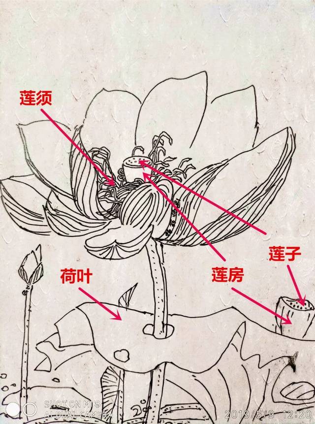 莲蓬结构示意图图片