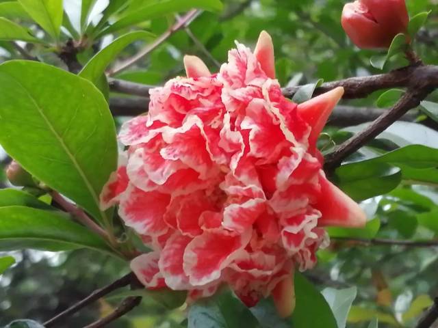 瀚海:五月榴花红似火_手机搜狐网