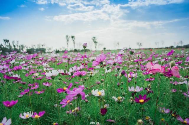 格桑花,馬鞭花…駐馬店這些花海美爆了!免費看!