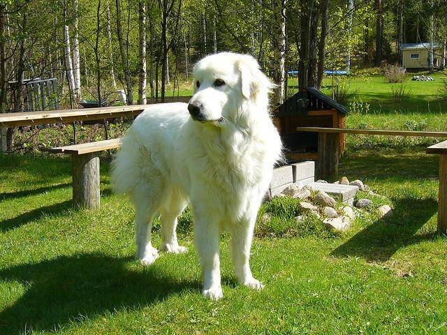世界9大巨型犬,内心是温柔的大狗,没有想象中凶猛