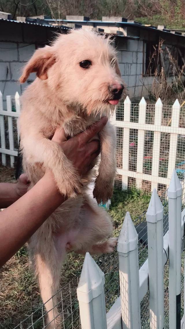 疫苗齐全.求一个家.长黄毛显老的这个.