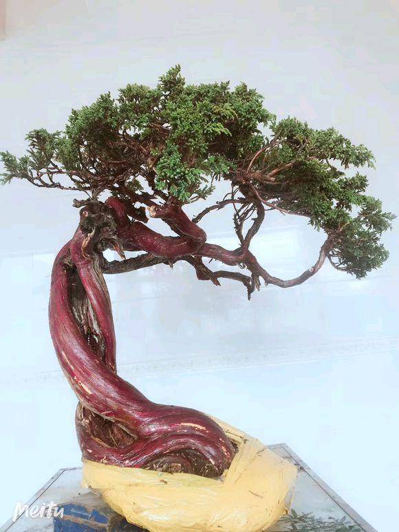 红皮珍珠柏你养得活吗