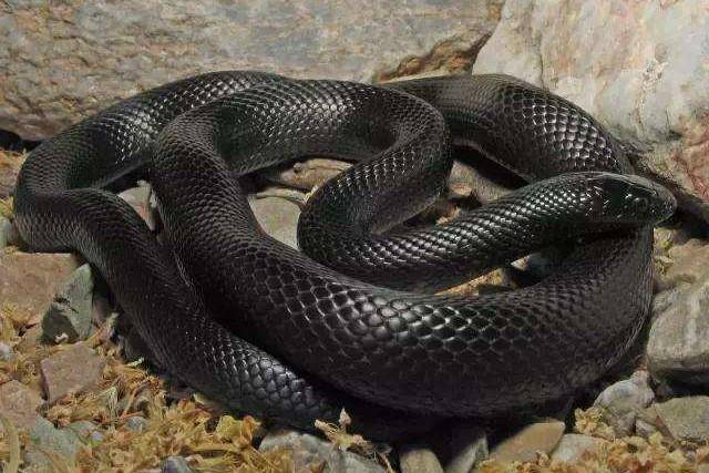 四川一村民钓鱼见到一条2米长浑身冒着黑气大蛇这会是什么蛇呢