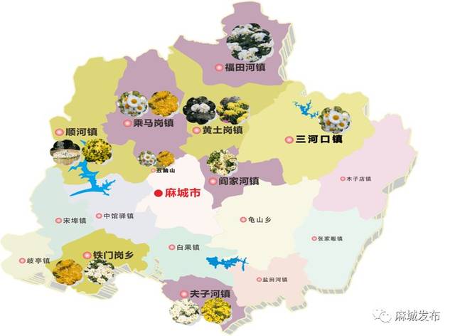 最悠久的历史: 早在宋至道三年,公元997年,麻城就开始栽培,种植菊花