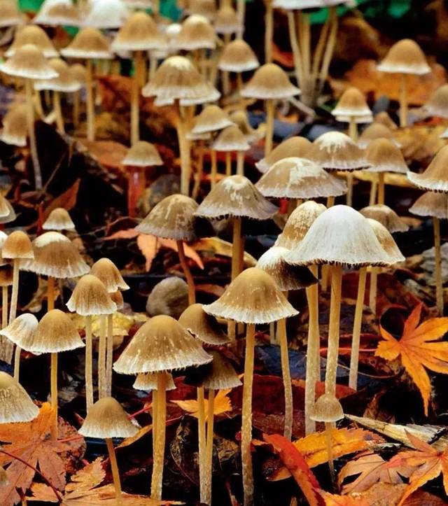 收藏级别DK百科全书,全球销量超40万,被誉为