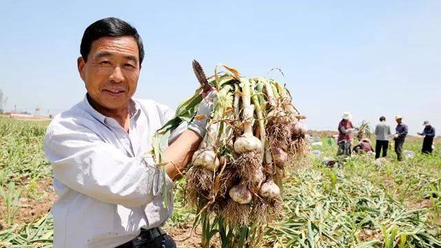 【小楠说新闻】赵庄镇农民喜获大蒜丰收,工农路南延伸段预计7月通车.