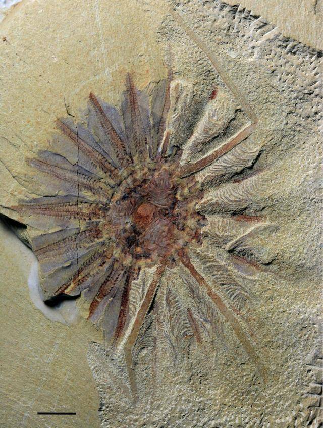 18亿年前的古老海洋生物化石,揭示栉水母的起源_手机搜狐网