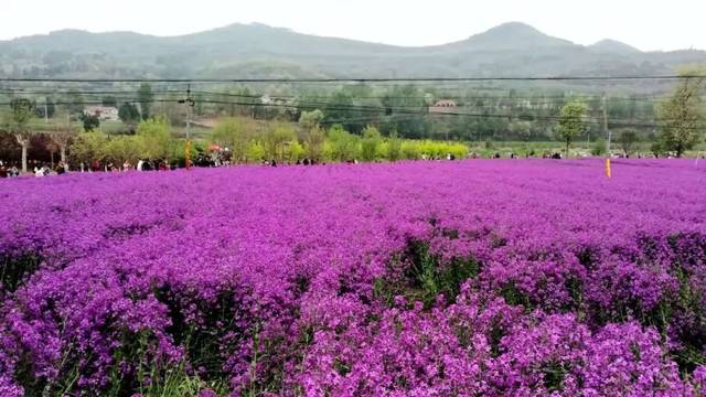 虢镇花海图片