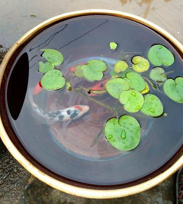 家里大水缸就适合养花,装满水放在院子里,轻松打造一个小池塘!