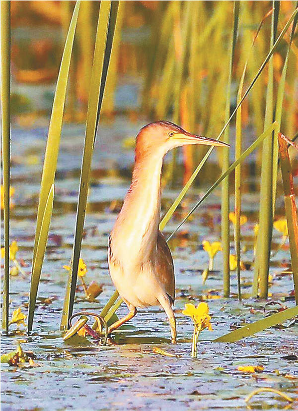 5月天,拿好这份地图去看鸟吧!_手机搜狐网