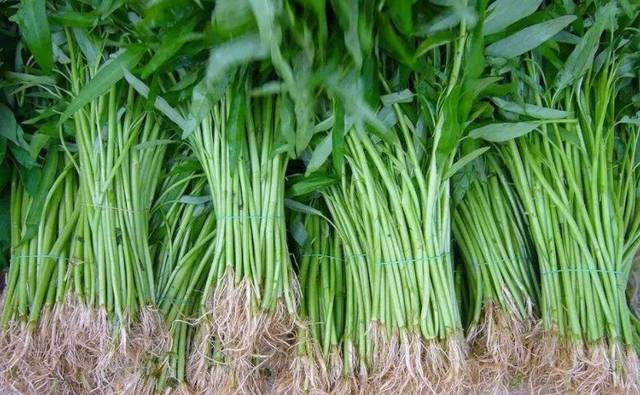 空心菜根腐病有什么症状?该要怎么防治_手机搜狐网