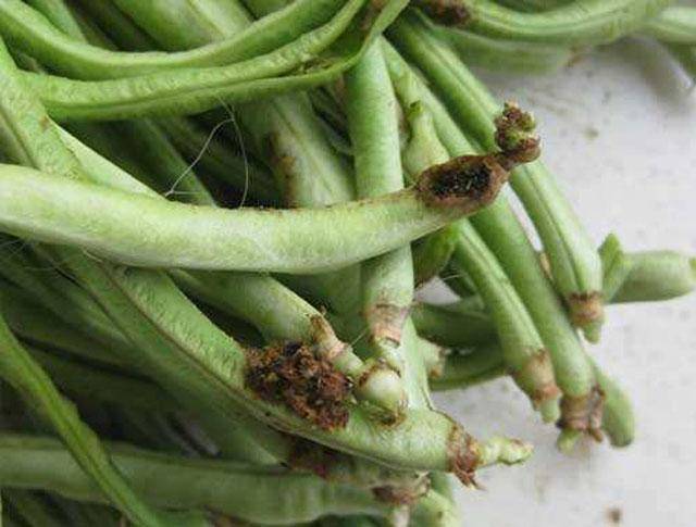 豆角种植,豆角钻心虫危害,影响豆角产量和品质,该如何防治呢?