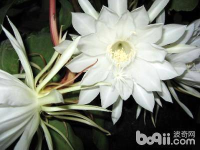 昙花什么时候开