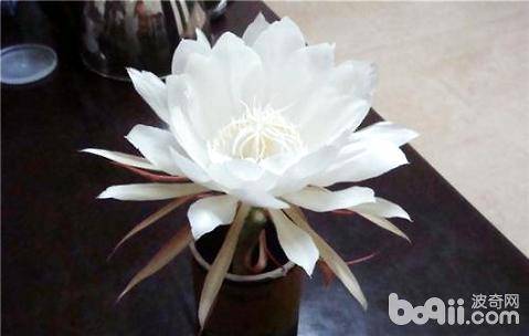 昙花什么时候开