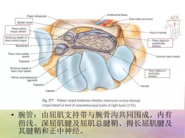 腕關節解剖詳解