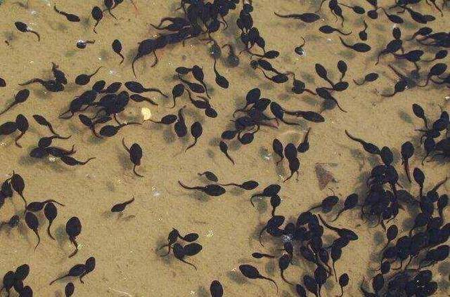 虫见愁丨牛蛙养殖在蝌蚪阶段易爆发寄生虫病如何解决这个难题