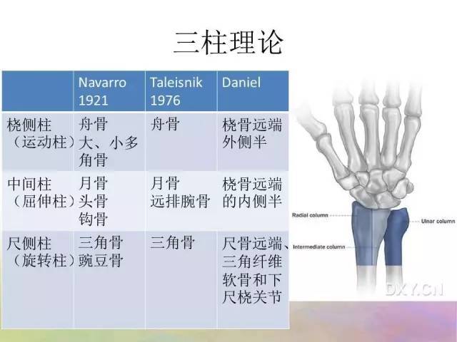 腕关节解剖详解