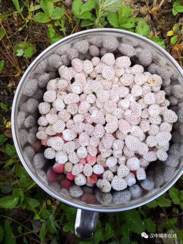 汉中首家"萢儿"基地开园了